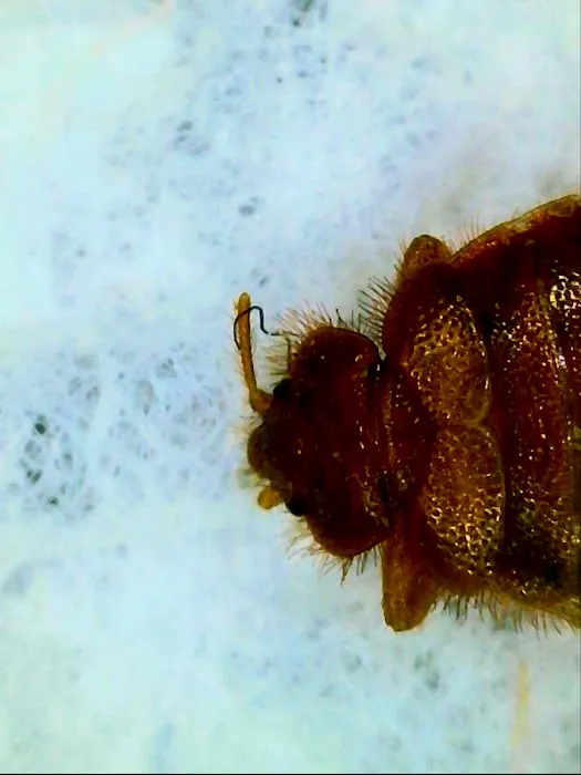 Bed Bugs Undercover, LLC Picture 3