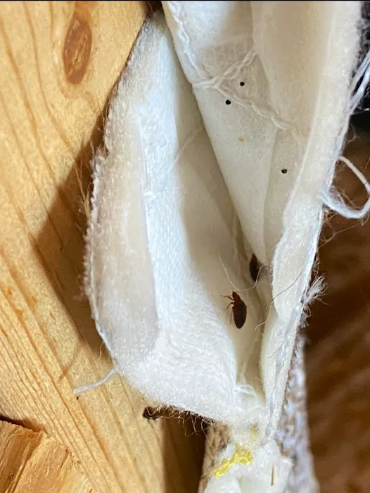 Bed Bugs Undercover, LLC Picture 1
