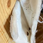 Bed Bugs Undercover, LLC