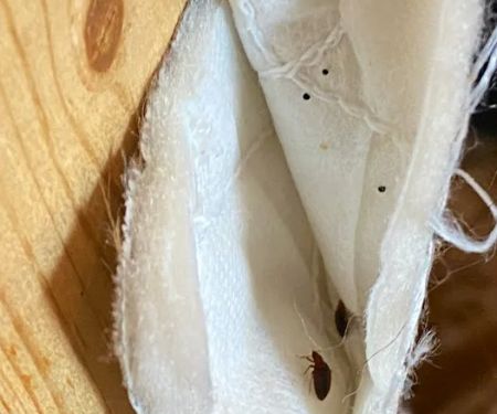 Bed Bugs Undercover, LLC