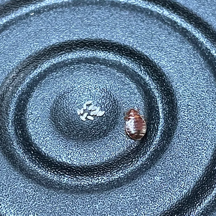 Bed Bugs Undercover, LLC Picture 5