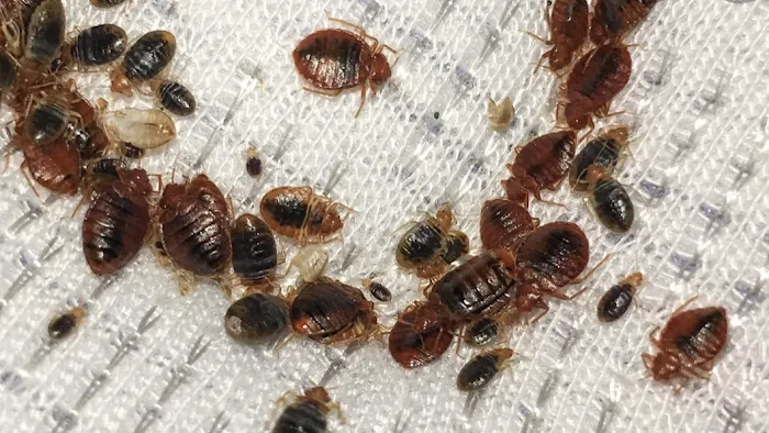 Bed Bugs Undercover, LLC Picture 4