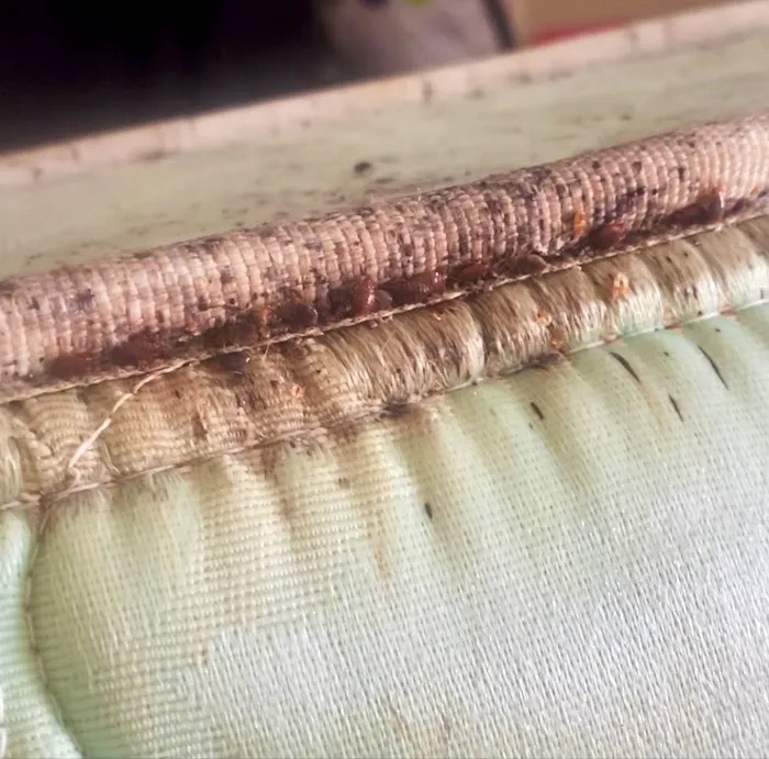 Bed Bugs Undercover, LLC Picture 9