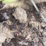 Pest Detectives