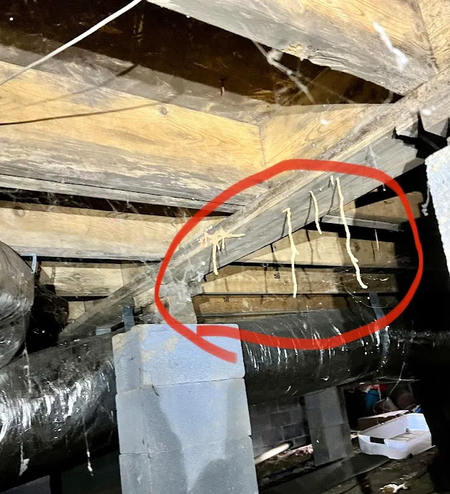 Pest Detectives Picture 3