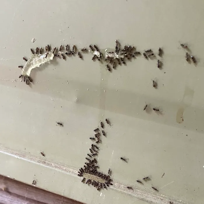 Pest Detectives Picture 6