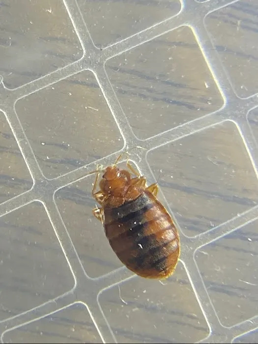 Pest Detectives Picture 2