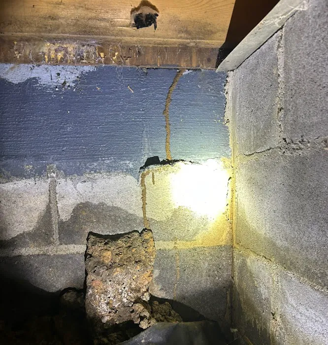 Pest Detectives Picture 10