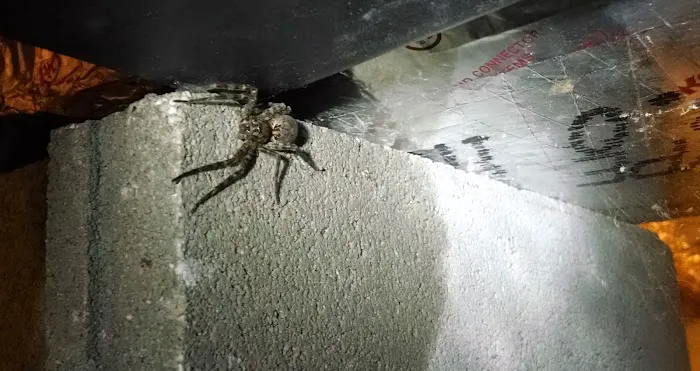 Pisgah Pest Control, Inc - Brevard Picture 7