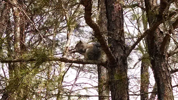 Pisgah Pest Control, Inc - Brevard Picture 8