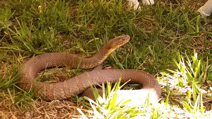 Pisgah Pest Control, Inc - Brevard Picture 4