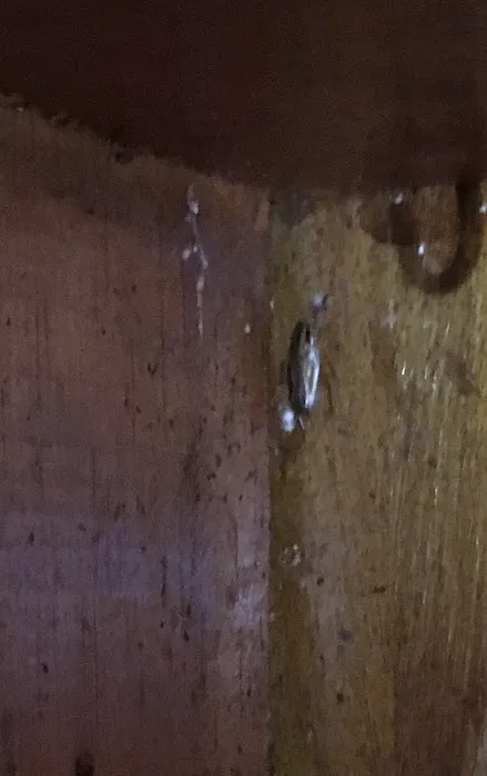 Eastland Pest Control Picture 9