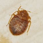 RPC Rollins Pest Control, Inc.