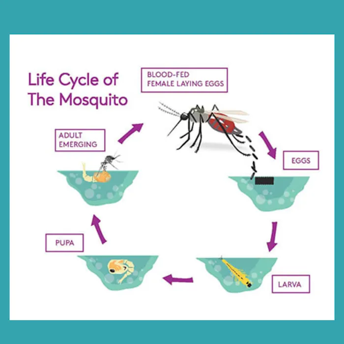 Coastal Mosquito Control, LLC Picture 2