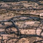 Victory Pest Control