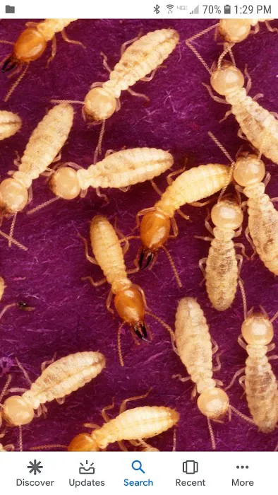 Victory Pest Control Picture 2