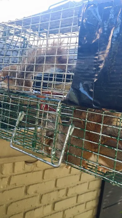 Myrtle Beach Animal Exterminator Picture 7