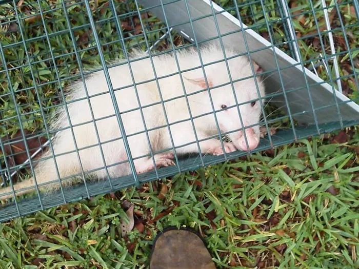 Myrtle Beach Animal Exterminator Picture 6