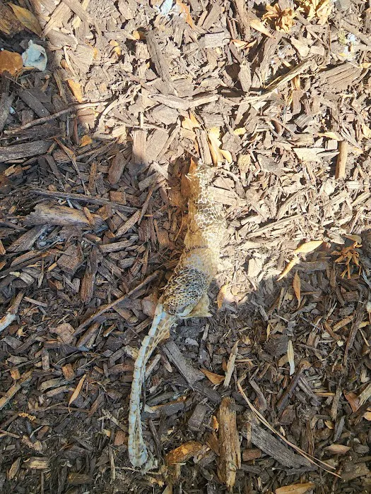 Myrtle Beach Animal Exterminator Picture 3