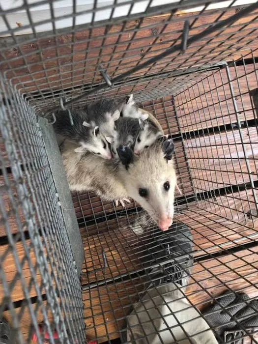 Myrtle Beach Animal Exterminator Picture 4