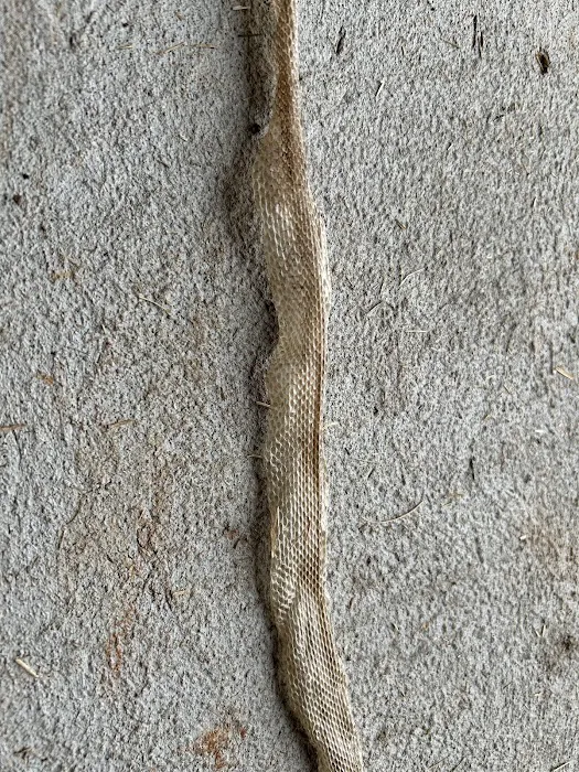 Myrtle Beach Animal Exterminator Picture 2