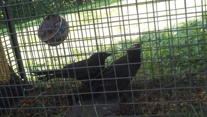 Myrtle Beach Animal Exterminator Picture 1
