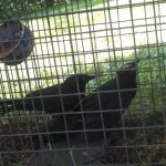 Myrtle Beach Animal Exterminator