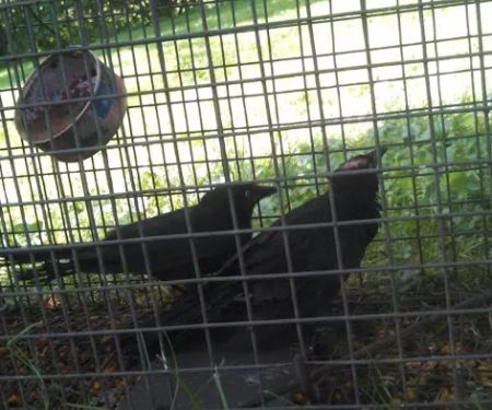 Myrtle Beach Animal Exterminator