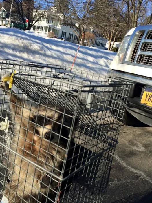 Myrtle Beach Animal Exterminator Picture 8