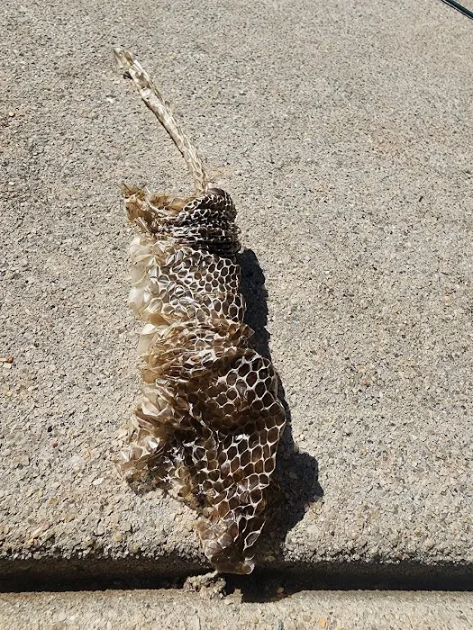 Myrtle Beach Animal Exterminator Picture 5
