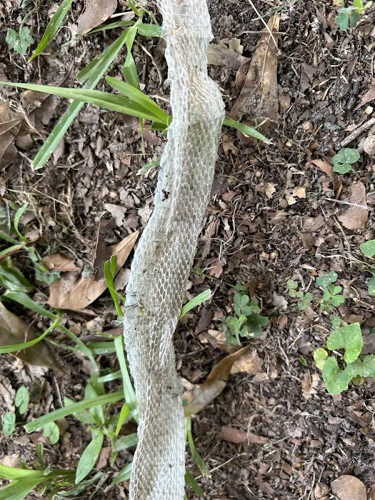 Myrtle Beach Animal Exterminator Picture 10