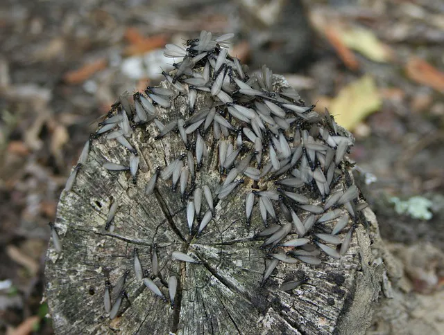 Brunswick Pest Control Picture 6