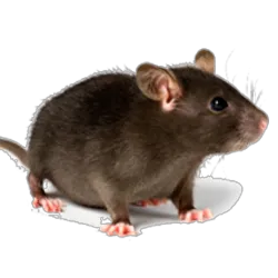 Brunswick Pest Control Picture 10