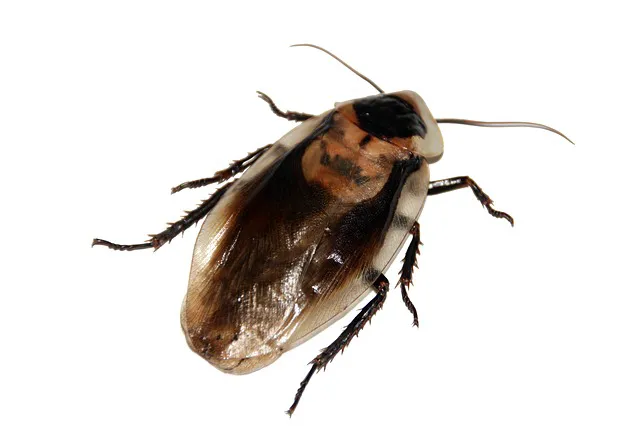 Brunswick Pest Control Picture 8