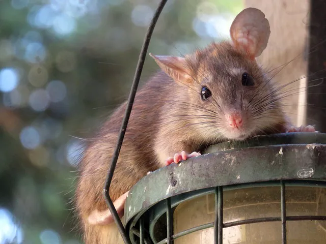 Brunswick Pest Control Picture 5