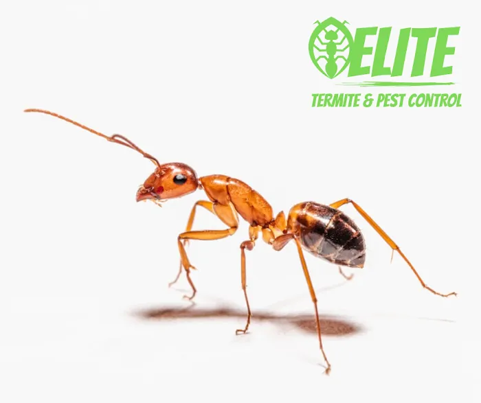 Elite Termite & Pest Control Picture 6