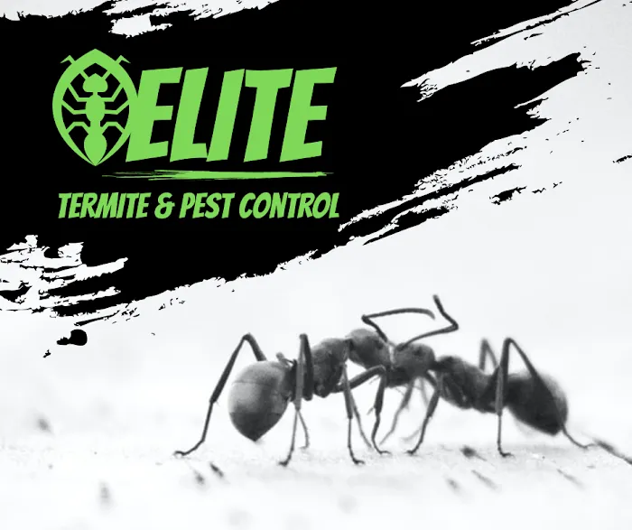 Elite Termite & Pest Control Picture 3