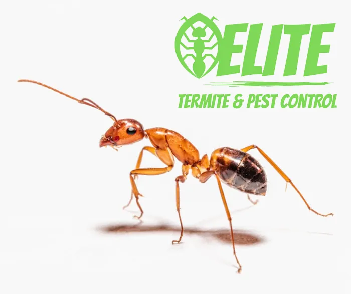 Elite Termite & Pest Control Picture 4
