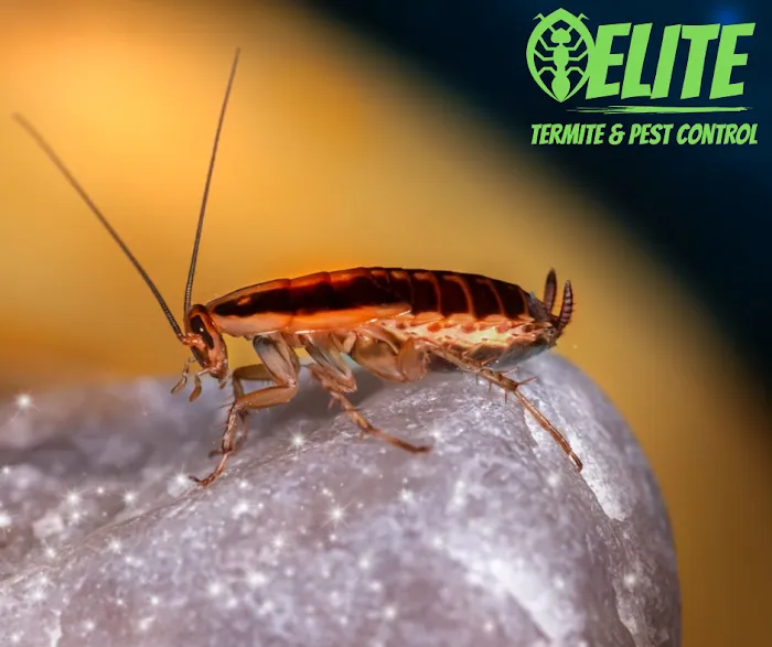 Elite Termite & Pest Control Picture 2