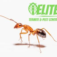 Elite Termite & Pest Control ico