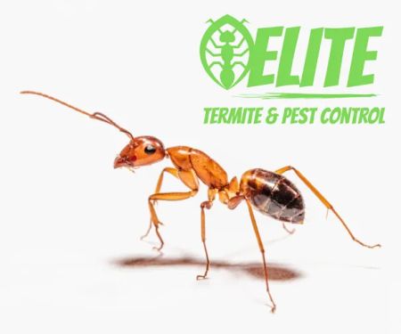 Elite Termite & Pest Control