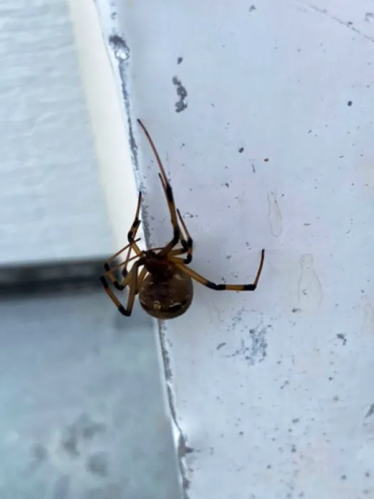 Total Pest Control Picture 8