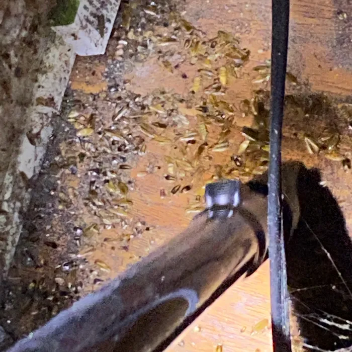 Total Pest Control Picture 10