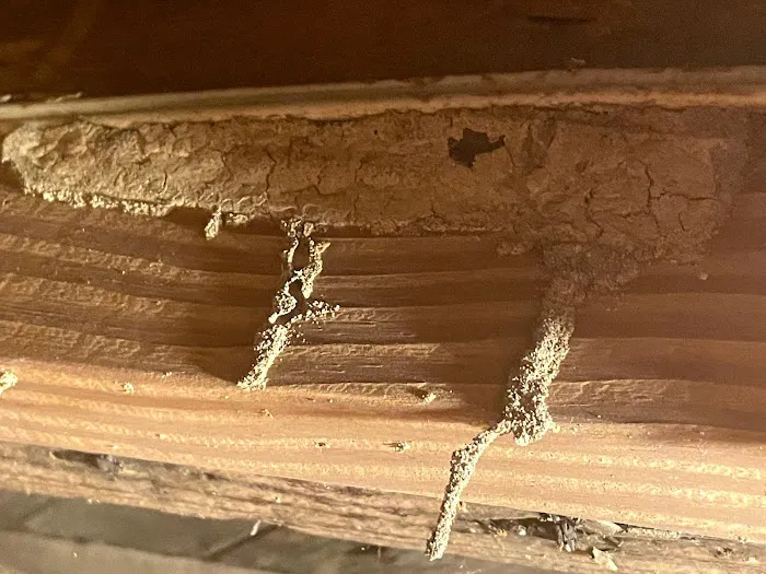 Termite Club of Myrtle Beach Picture 7