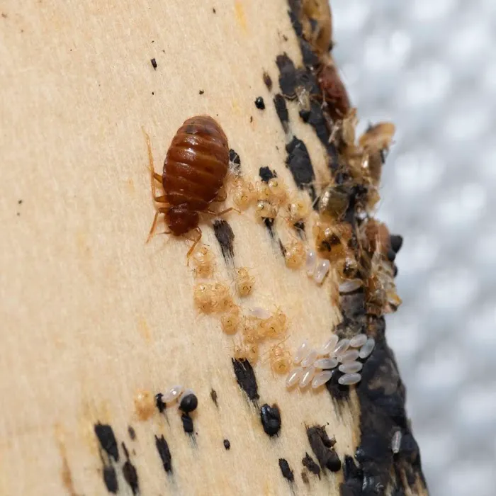 Average Joes Pest Control LLC Picture 5