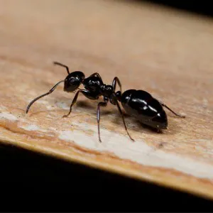 Average Joes Pest Control LLC Picture 1
