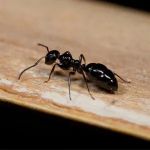 Average Joes Pest Control LLC
