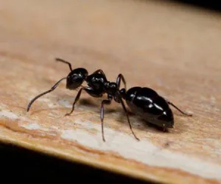 Average Joes Pest Control LLC