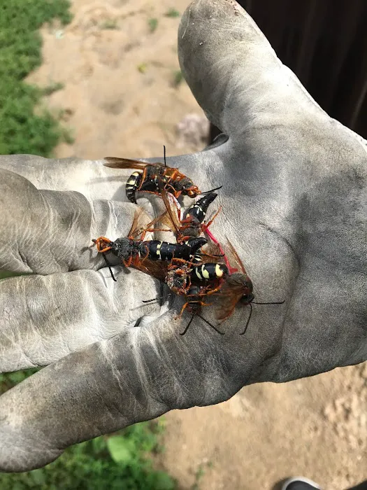 Vanish Pest Control Picture 10
