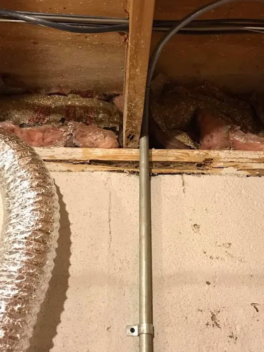 Absolute Pest Control Picture 2